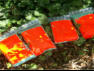 Gerteverleih Tel.: 0680 4062497 oder Tel.: 0680 5596170
