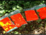 Gertewart: Fr. Holl, Tel.: 0664/475 9881