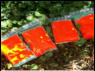 Gertewart: Mon. Frickh, Tel. 0664 1603867